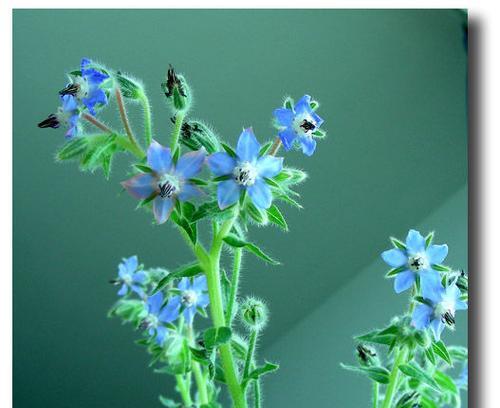 以琉璃苣的花语及寓意解析（深入探究以琉璃苣的意义）
