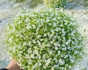 满天星（花朵绽放）
