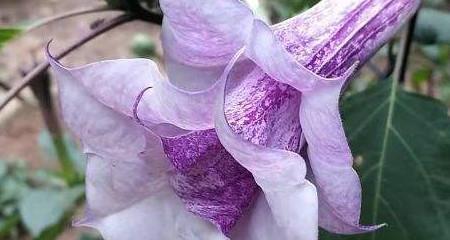 曼陀罗花的花语与寓意（解读曼陀罗花的象征意义与美丽传说）