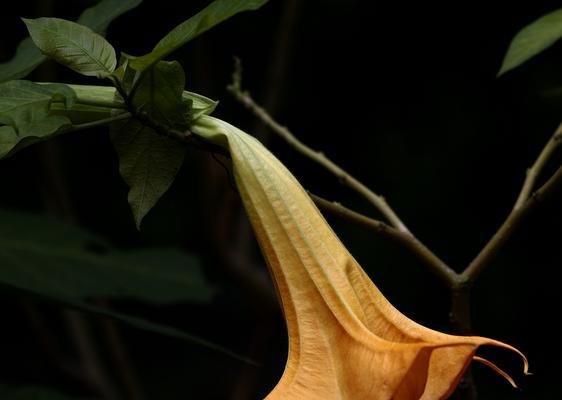 曼陀罗的真正花语是什么（解读曼陀罗的含义与象征）