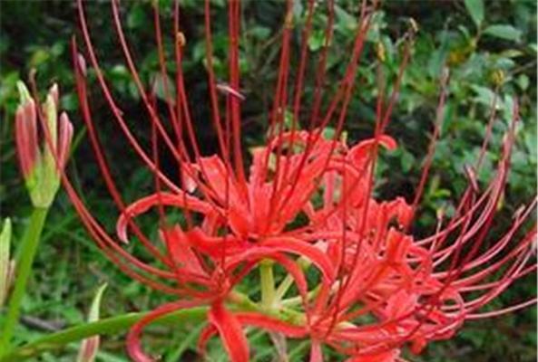 曼珠沙华（曼珠沙华花语的深刻含义）