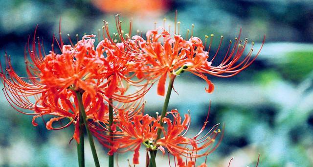 曼珠沙华花语与寓意（曼珠沙华）