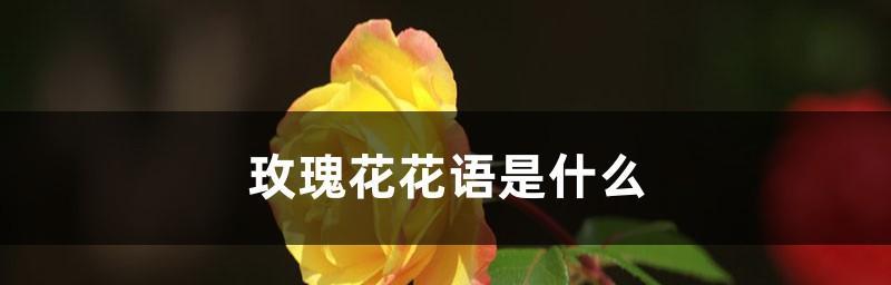 玫瑰花语（玫瑰的花语及象征意义解读）