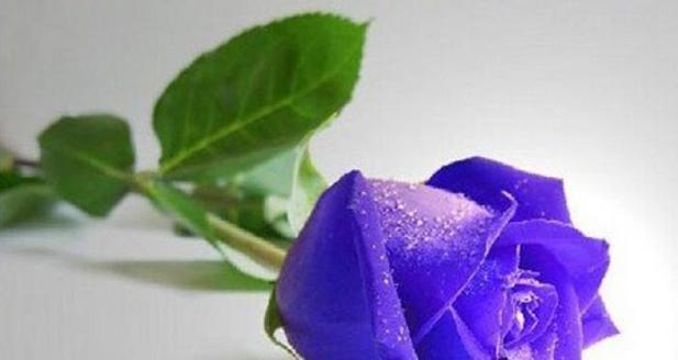 玫瑰花语的奥秘（解读玫瑰的花语之美）