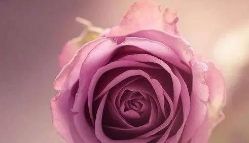 玫瑰花的花语之11朵玫瑰代表什么（解读11朵玫瑰花所传递的深刻寓意）