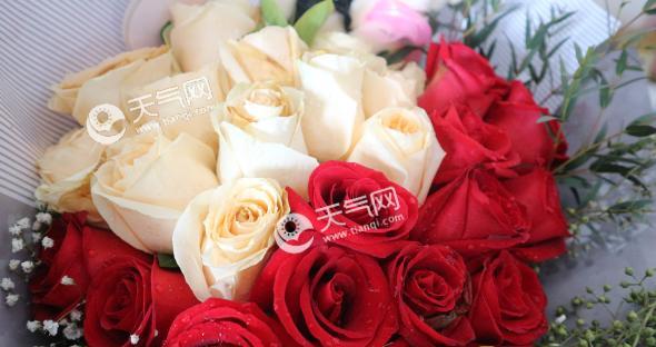 玫瑰花的象征意义（探寻玫瑰花背后的深刻内涵）