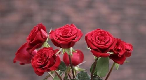 玫瑰花的花语与寓意（探寻玫瑰花背后的情感与意义）