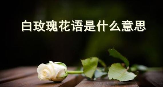 玫瑰花的寓意与花语数量之探究（解析玫瑰花的含义及不同朵数传达的情感）