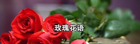 玫瑰花的寓意与花语数量之探究（解析玫瑰花的含义及不同朵数传达的情感）