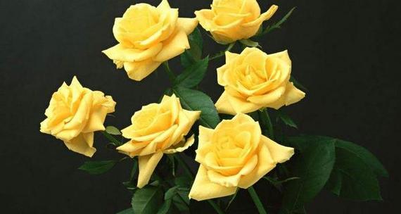 玫瑰花的花语与寓意（解读玫瑰花的深层含义）