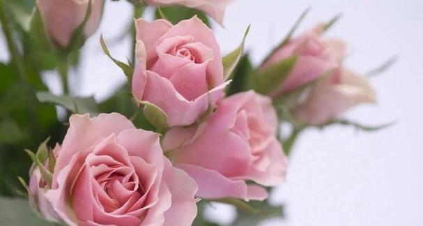 玫瑰花花语颜色代表什么（揭秘玫瑰花的隐藏花语）