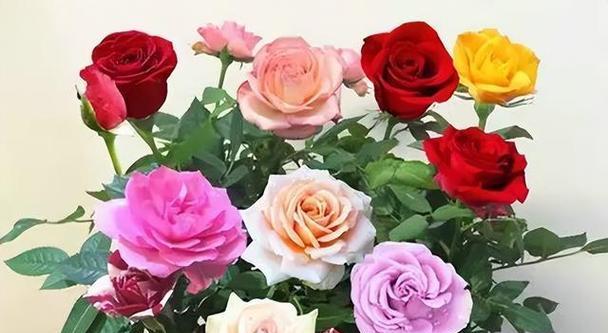 玫瑰花送几朵代表什么含义（玫瑰花的象征意义及不同朵数的含义解析）