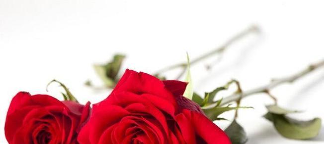 11朵玫瑰花语的含义（深入解读11朵玫瑰花语的神秘意义）