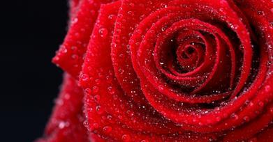 11朵玫瑰花语的含义（深入解读11朵玫瑰花语的神秘意义）