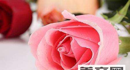 玫瑰花语颜色代表什么（探寻玫瑰花背后的含义与情感）