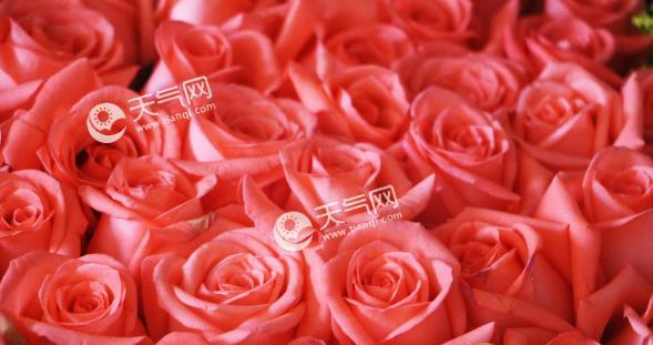 玫瑰花语（解读玫瑰花语）