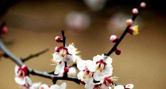 梅花的精神象征意义（探究梅花在文化中的独特地位与激励力量）