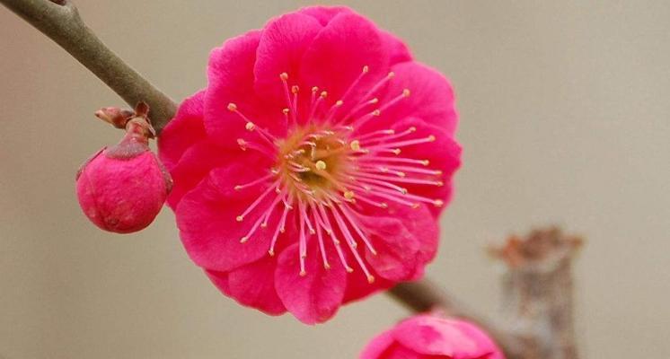 梅花的精神象征意义（探究梅花在文化中的独特地位与激励力量）