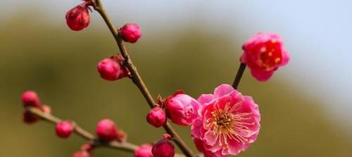 梅花之美（寒梅的坚强与纯洁）