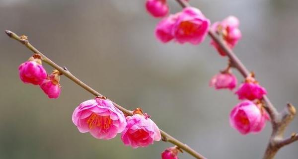 梅花的寓意与象征意义（探究梅花的文化内涵和美学价值）