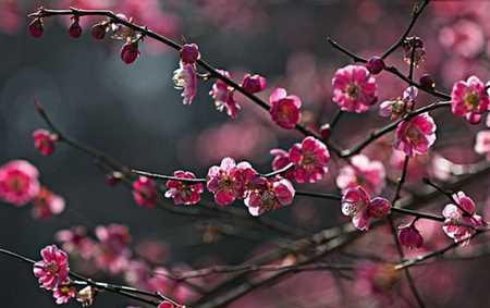 梅花的寓意与花语（以梅花为象征的生命哲学与情感表达）