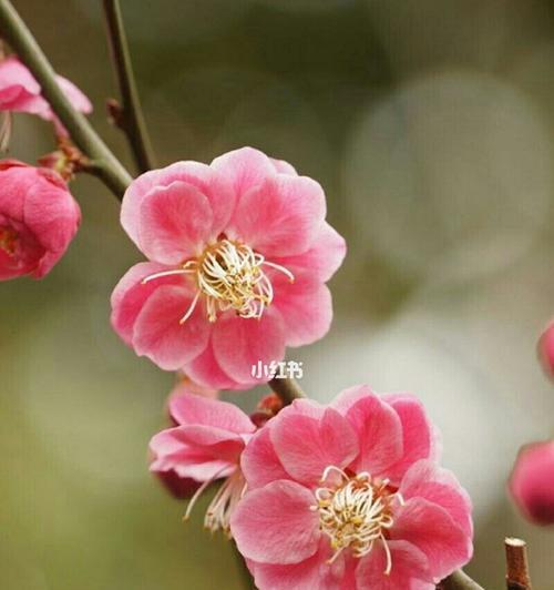 梅花花语——坚韧不拔、自强不息（梅花花语的含义及象征）