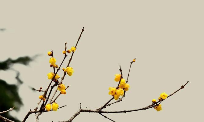 梅花花语——坚韧不拔、自强不息（梅花花语的含义及象征）