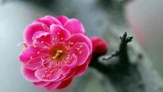 梅花（传承千年的优雅与坚韧）