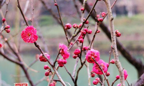 梅花（传承千年的优雅与坚韧）