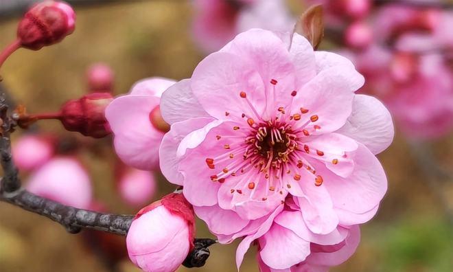 美人梅的花语与美丽传说（唤醒内心的纯真和美丽）