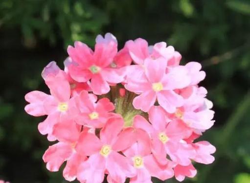 美人樱的花语与魅力（探索美人樱的花语及其美丽故事）