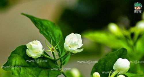 茉莉花的花语与寓意（茉莉花）