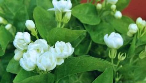 茉莉花的花语及其象征意义（探寻茉莉花的神秘力量）