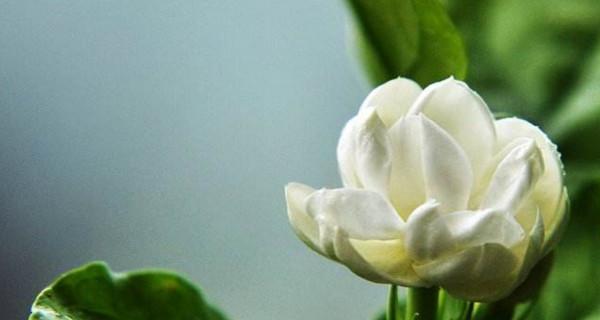 茉莉花的花语及其意义（追求纯洁和美丽）