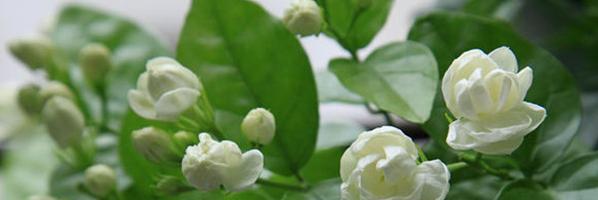 茉莉花的花语及其意义（追求纯洁和美丽）