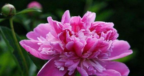 牡丹花的寓意与象征（一朵花背后的情感和美好）