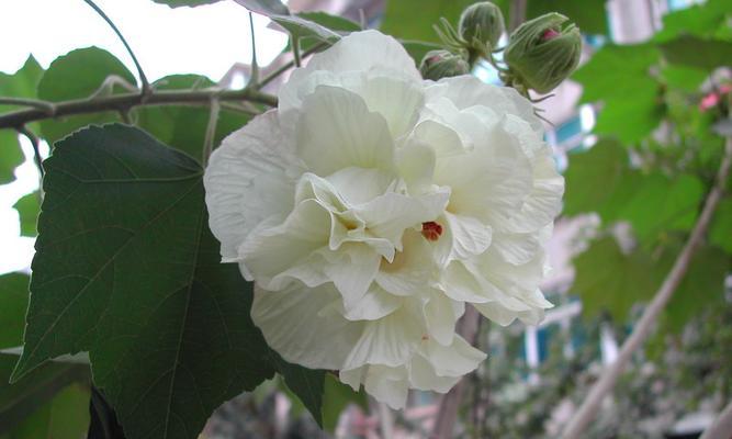 木芙蓉花语的美丽与深远寓意（揭秘木芙蓉花语的内涵及传承）