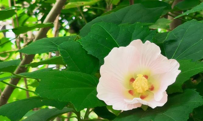 木芙蓉花语的美丽与深远寓意（揭秘木芙蓉花语的内涵及传承）
