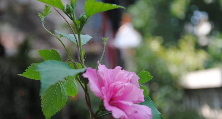 木槿花的花语与寓意（美丽而坚韧的木槿花）