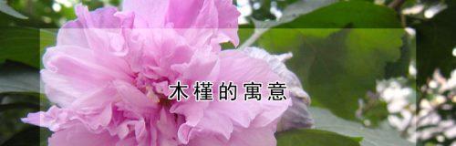 木槿花的传说与花语（揭开木槿花的神秘面纱）