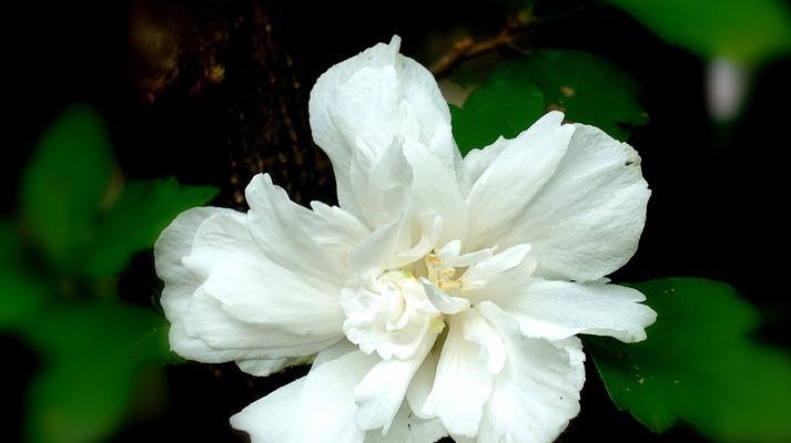 木槿花花语（探寻木槿花的深层含义）