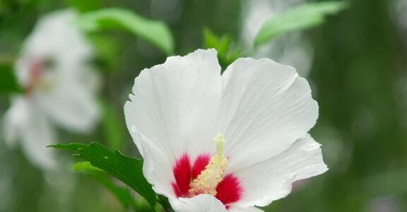 木槿花的花语与意义（探寻木槿花的内涵与象征）