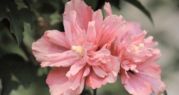 木槿花的花语与意义（探寻木槿花的内涵与象征）