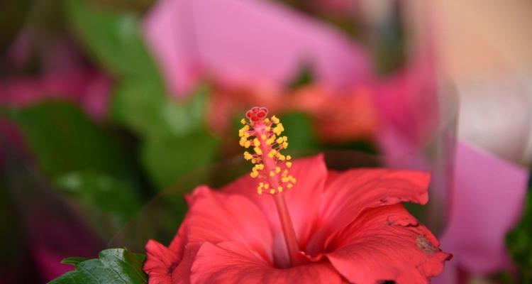 木槿花的象征意义（木槿花的美丽与寓意）