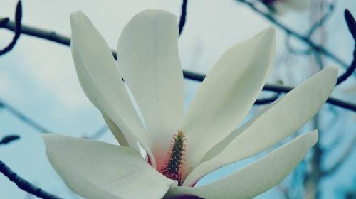 木兰花的花语与意义（探寻木兰花的神秘魅力）