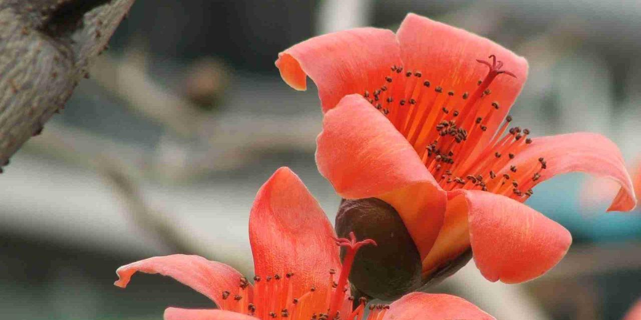 木棉花的寓意与象征意义（探索木棉花背后的深层含义）