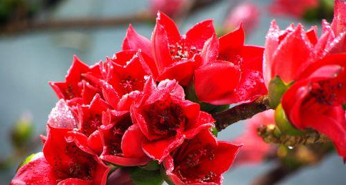 木棉花的寓意与象征——生命、希望与坚韧（木棉花）