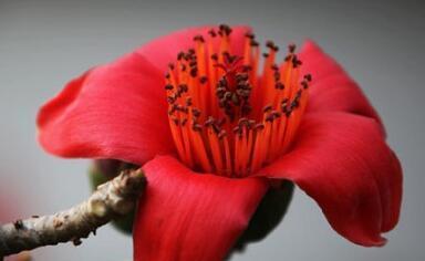 木棉花花语与寓意（探寻木棉花的深层内涵）