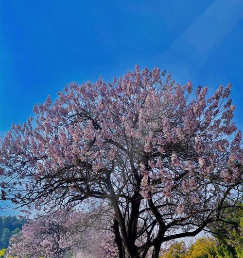 泡桐花的花语与寓意——美丽的等待与希望（泡桐花的含义）