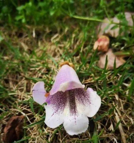泡桐花的花语与传说（追溯泡桐花的花语与传说）